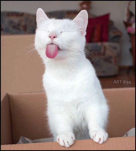 stick out tongue gif|funny sticking out tongue.